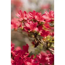 pflanzen-für-dich.de – Japanische Azalee 'hino-crimson' Rhododendron Obt.'hino-crimson' C 2 20- 25