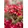 pflanzen-für-dich.de – Japanische Azalee 'hino-crimson' Rhododendron Obt.'hino-crimson' C 2 20- 25