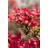 pflanzen-für-dich.de – Japanische Azalee 'hino-crimson' Rhododendron Obt.'hino-crimson' C 2 20- 25