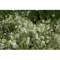 Pflanzen Für Dich Helianthemum x cult. 'Snow Queen', Sonnenröschen,