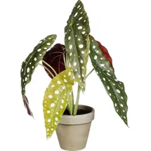 Mica decorations Mica Kunstpflanze Begonie Maculata grün im Topf Ø 21 x 28 cm
