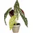 Mica decorations Mica Kunstpflanze Begonie Maculata grün im Topf Ø 21 x 28 cm
