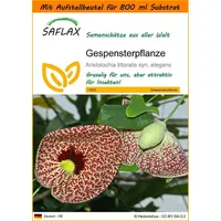SAFLAX - Garden in the Bag - Gespensterpflanze -