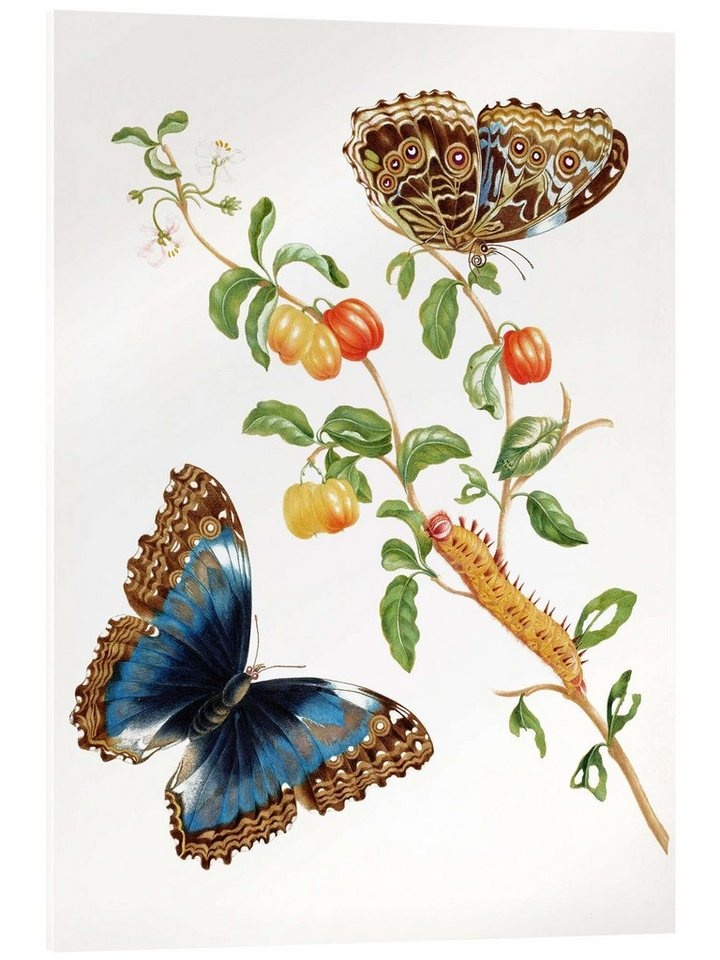 Posterlounge Acrylglasbild Maria Sibylla Merian, Pfauenspiegel, Grafikdesign weiß 60 cm x 80 cm