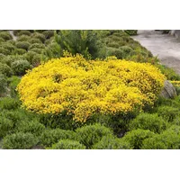 Pflanzen Für Dich Cytisus beanii 'Osiris', Ginster, gelb, 20–30