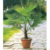 BALDUR Garten Kübel-Palme Trachycarpus fortunei
