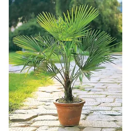BALDUR Garten Kübel-Palme Trachycarpus fortunei