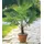 BALDUR Garten Kübel-Palme Trachycarpus fortunei