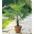 BALDUR Garten Kübel-Palme Trachycarpus fortunei