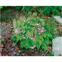 Pflanzen Für Dich Epimedium x youngianum 'Roseum', Elfenblume, rosa,