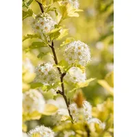Pflanzen Für Dich Physocarpus opulifolius 'Dart's Gold', gelblaubig, 40–60