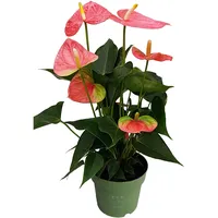 Plant in a Box - Flamingoblume - Anthurium 'Colorado