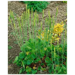 Heuchera cylindrica 'Greenfinch', Purpurglöckchen, grün, ca. 9x9 cm Topf