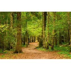 Fototapete PAPERMOON "Waldweg", bunt, B:4,50m L:2,80m, Vlies, Tapeten