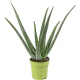 Flowerbox Echte Aloe - pflegeleichte Zimmerpflanze, Aloe vera - Höhe ca. 35 cm