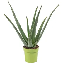 Flowerbox Echte Aloe - pflegeleichte Zimmerpflanze, Aloe vera - Höhe ca. 35 cm