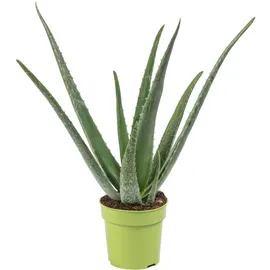 Flowerbox Echte Aloe - pflegeleichte Zimmerpflanze, Aloe vera - Höhe ca. 35 cm