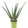 Flowerbox Echte Aloe - pflegeleichte Zimmerpflanze, Aloe vera - Höhe ca. 35 cm