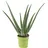 Flowerbox Echte Aloe - pflegeleichte Zimmerpflanze, Aloe vera - Höhe ca. 35 cm
