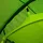 Regatta Montegra 4p Zelt - Alpine Green - 4 Platz