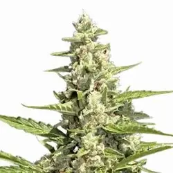 Auto Pandora | Autoflowering Cannabissamen von Paradise Seeds | 3 Hanfsamen