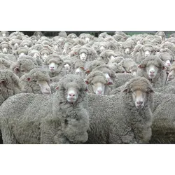 Fototapete PAPERMOON "SCHAFE-TIERE MUSTER FUN DECOR ABSTRAKT BAUERNHOF VIEH", bunt, B:4,00m L:2,60m, Vlies, Tapeten