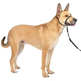 PetSafe Easy Walk Kopfhalfter, Aus widerstandsfähigem und weichem Nylon, Leichtes An- und Ausziehen, Größe M, Schwarz