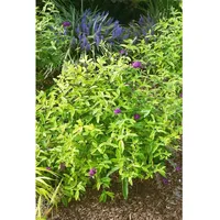 Pflanzen Für Dich Buddleja 'Santana', Schmetterlingsflieder, buntlaubig, 40–60 cm