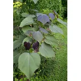 Pflanzen Für Dich Catalpa Erubescens Purpurea Purpur-Trompetenbaum 80–100 cm