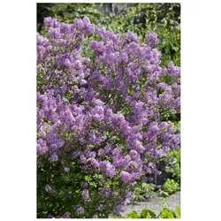 Syringa meyeri 'Lillifee' ®, Zwergflieder, lila, 30–40 cm