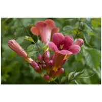 Pflanzen Für Dich Campsis radicans 'Stromboli' -R-, Trompetenblume, leuchtend