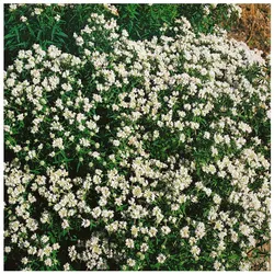 Pycnanthemum flexuosum, Bergminze, aromatisch, ca. 9x9 cm Topf