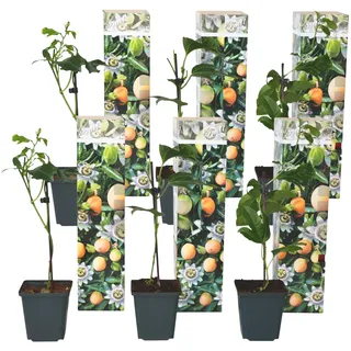 Plant in a Box - Passionsblume - 6 Stk - Passiflora edulis 'Frederick' - Höhe 25-40cm - Topf 9cm