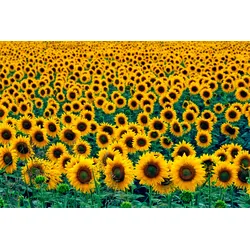 Fototapete PAPERMOON "Field of Sunflowers", bunt (mehrfarbig), B:3m L:2,23m, Vlies, Tapeten