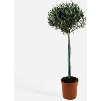 Plant in a Box - Olivenbaum - Olea europaea
