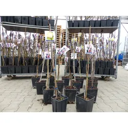 Feigenbaum 100 cm Obstbaum winterhart Ficus Carica, Feige, Obst