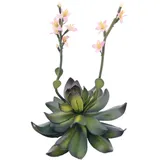 Europalms Steinrose (EVA), pink, 32cm