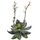 Europalms Steinrose (EVA), pink, 32cm