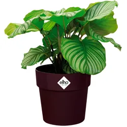 Blumentopf Maulbeere 16x15cm 2L