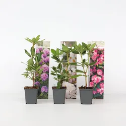 Plant in a Box - Rhododendren - 3 Stk - Rhododendron catawbiense - Höhe 25-40cm - Topf 9cm