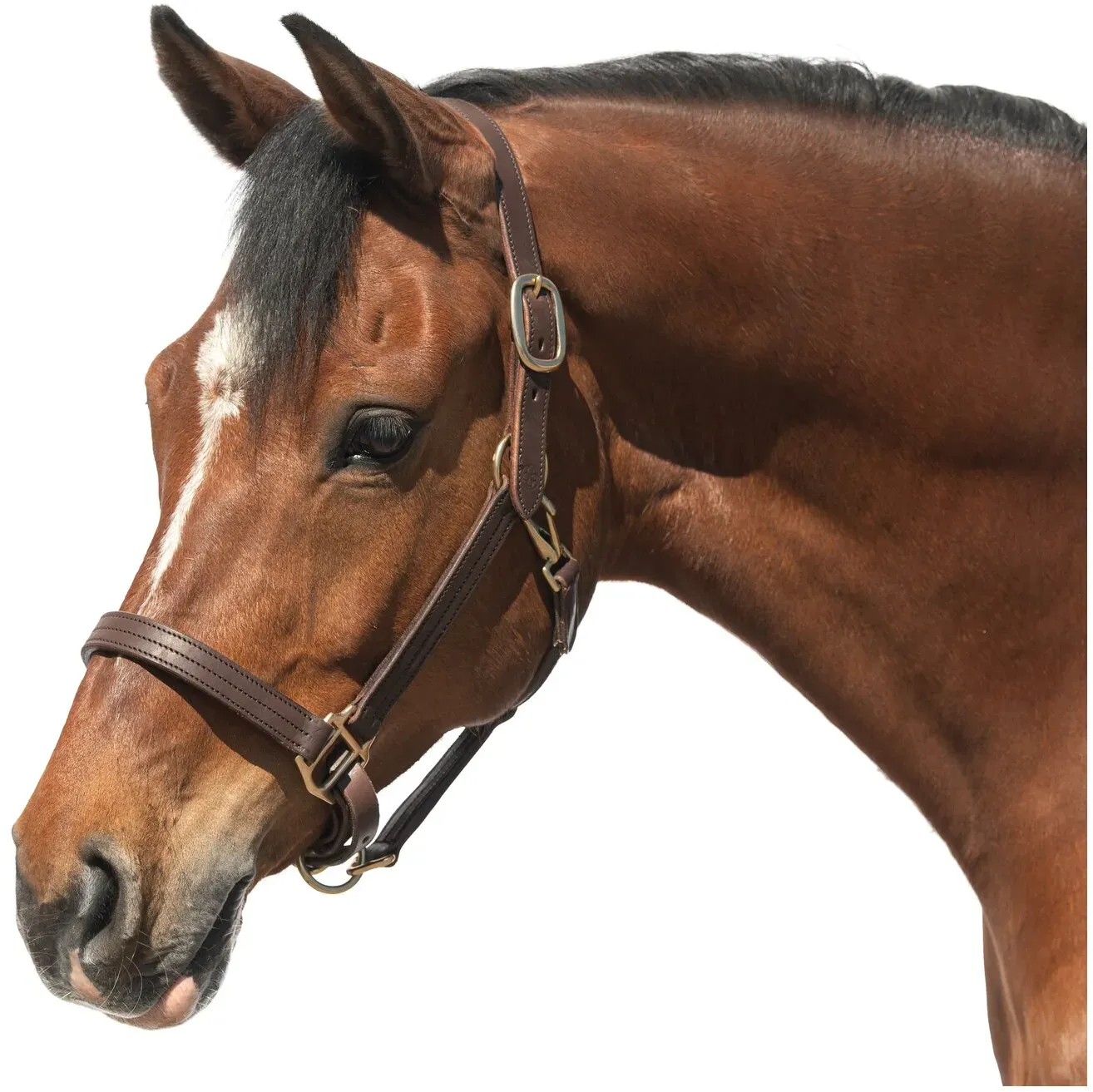 Passion 4Q Lederhalfter chocolate Cob