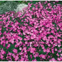 Pflanzen Für Dich Dianthus gratianop. 'La Bourboule', Nelke, rosa,