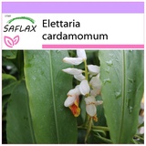 Saflax - Kräuter - Kardamom - 20 Samen - Elettaria cardamomum