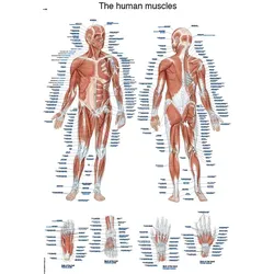 Lehrtafel The human muscles  50x70cm