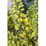 Pflanzen Für Dich Mahonia Media Winter Sun Mahonie Gelbe Blüten 40–60 cm