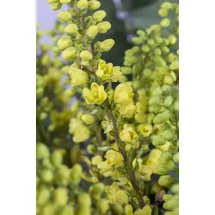 Pflanzen Für Dich Mahonia Media Winter Sun Mahonie Gelbe Blüten 40–60 cm