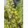 Pflanzen Für Dich Mahonia Media Winter Sun Mahonie Gelbe Blüten 40–60 cm