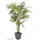 Europalms Cycasrohrpalme, 280cm