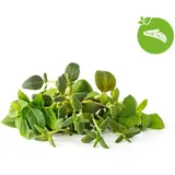 Click and grow Italienische Kräutermischung