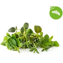 Click and grow Italienische Kräutermischung
